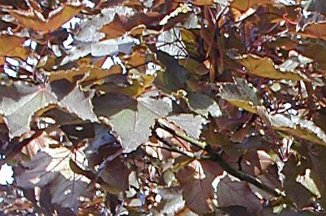 Erable feuillage pourpre / Acer platanoïdes 'schwelderi nigra'